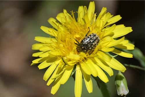 Oxythyrea funesta